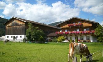 A traditional farmhouse with blooming window boxes and cows in the pasture. The surroundings are green and surrounded by hills.