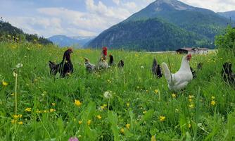 A picturesque meadow with chickens and colorful flowers. In the background, a majestic mountain rises under a blue sky.