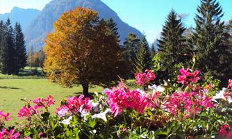 A beautiful landscape with colorful flowers in front of a mountain. In the background, there are trees and a clear blue sky.