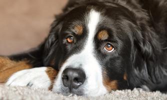 A Bernese Mountain Dog is lying on a soft carpet. Its gaze is sluggish and gentle.