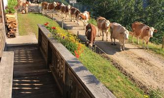 A herd of cows walks along a narrow path past a farmhouse. In the background, mountains and a clear sky can be seen.