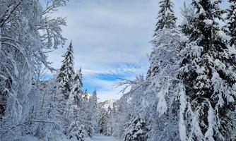 A winter path in a snowy landscape. Tall, snow-covered trees surround the path under a blue sky.
