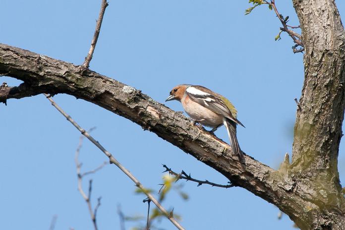 Vogelexkursion im Naturpark in der Weinidylle