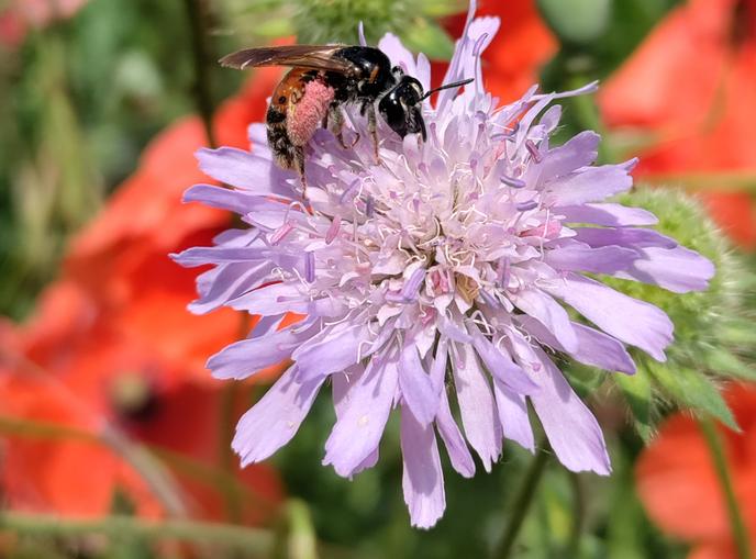 Vortrag zu Wildbienen & dem Anlegen von Wildblumenwiesen