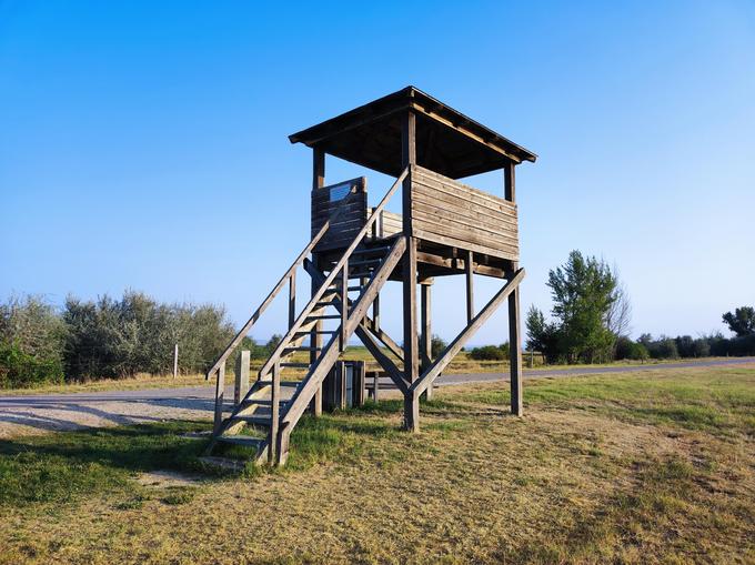 Aussichtsturm bei den Mangalizzaschweinen
