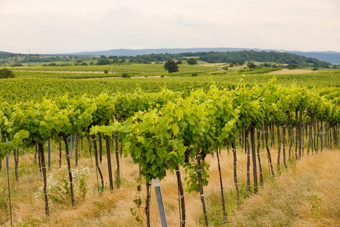 Ruster Hügelland