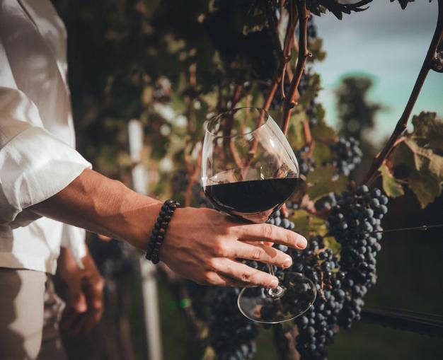 Wein Herbst: Tag der offenen Kellertür