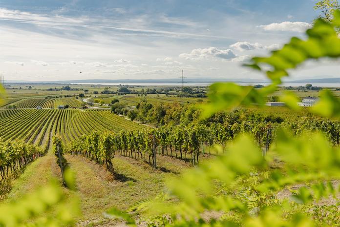 WeinWegGols Aussichtsplattform Salzberg