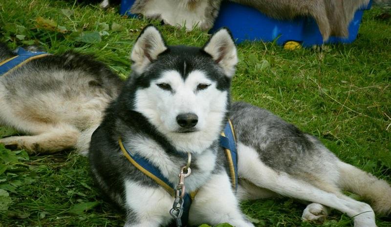 Husky Camp