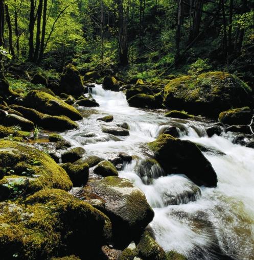Naturschutzgebiet im "Tal des kleinen Kößlbaches"