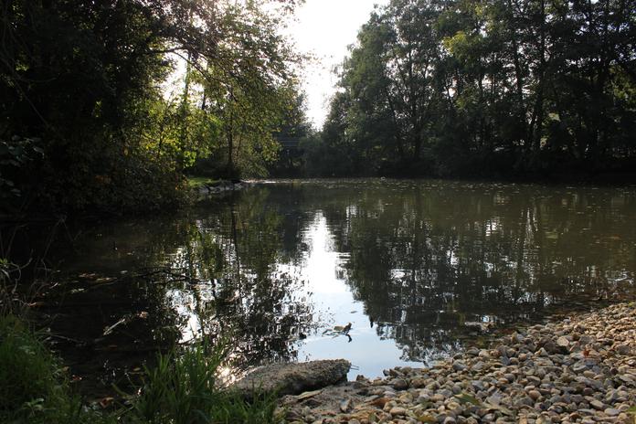 Fischen in Andorf (Fischereiverein)