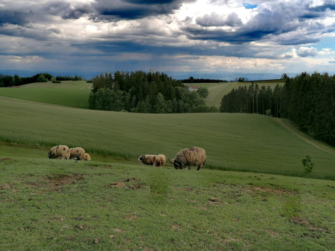 Arche-Hof "Gruber beim Pfaffenberg"