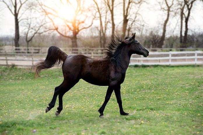 Reitverein Andorf