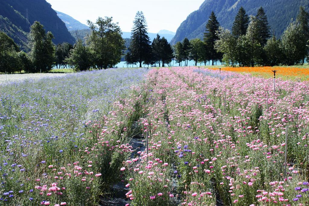 le prese sud uscita b soft le prese sud uscita b soft