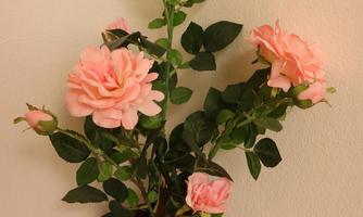 A beautiful plant with pink roses in a flower pot. The flowers are vibrant and add a fresh touch to the room.