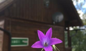 A purple flower is held in front of a wooden house. In the background, trees and a sign are visible.