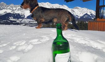 A dog stands in the snow in front of a mountain landscape. In the foreground, there is a green bottle in the snow.