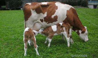 A cow with two calves is standing in a green meadow. The calves are drinking milk from the mother cow.