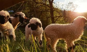 A group of lambs is standing on a green meadow in the sunlight. In the background, trees can be seen.