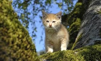 A sweet orange cat is sitting on a tree. The background shows green moss and a bright blue sky.