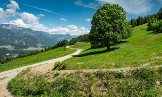 A green meadow with a lonely tree and a clear blue sky. In the background, there are mountains and a narrow path visible.