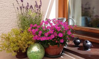 Colorful flowers in pots are standing in front of a window. In the background, herbs and decorative objects can be seen.