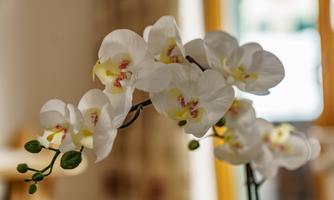 A beautiful orchid bush with white flowers and yellow accents. The flowers give the room an elegant atmosphere.