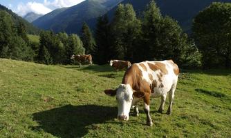 A cow stands on a green meadow with mountains in the background. In the background, more cows and trees can be seen.