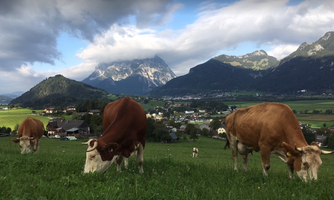 An idyllic landscape with cows grazing on a green meadow. In the background, majestic mountains and a small village can be seen.