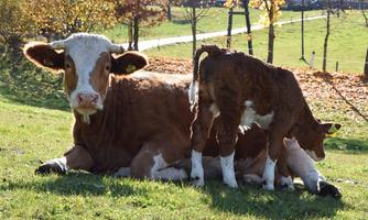 A cow is lying in a meadow and being nursed by her calf. In the background, there are trees and a path visible.