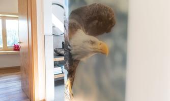 A large image of an eagle on a transparent door. The eagle is depicted in detail and vibrantly, surrounded by natural colors.