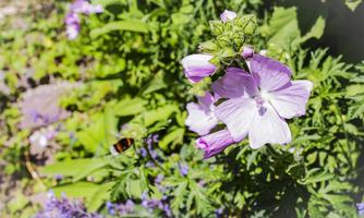 A blooming plant with purple flowers and green leaves. A bee is flying nearby.