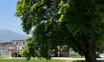 A dense tree stands before a clear blue sky. In the background, some buildings and mountains are visible.