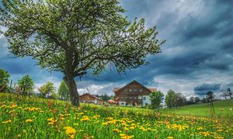 A green meadow with many yellow dandelion flowers and a large tree. In the background, a beautiful house can be seen under a cloudy sky.