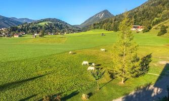 A spacious green meadow with grazing cows. In the background, mountains and scattered houses can be seen.