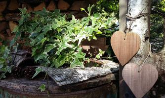A green plant with ivy leaves grows in front of a woodpile. Two wooden heart pendants hang next to the plant.
