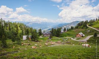 An idyllic alpine pasture with cows grazing and traditional huts. In the background, green mountains stretch under a clear sky.