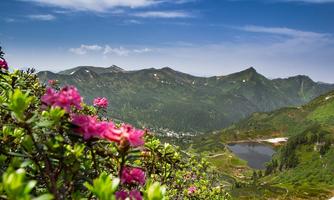 A mountain landscape with blooming plants in the foreground. In the background, the mountains and a clear lake are visible.