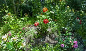A colorful garden with various flowers, including red and pink roses. Surrounded by green foliage and plants.