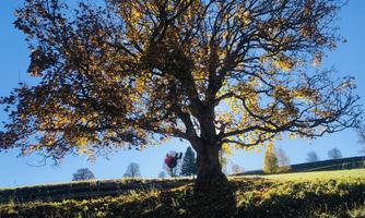 A large tree with colorful autumn leaves stands on a hill. In the background, some shadows and other trees can be seen.