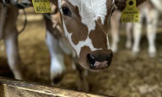 A healthy calf stands in the barn behind a wooden barrier. It has a white-brown coat and wears an ear tag.