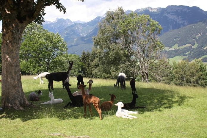 Lama und Alpaka Begegnungen am Klausnerhof