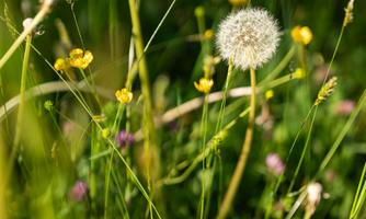 A meadow with various grasses and colorful flowers. In the foreground stands a large dandelion cluster.