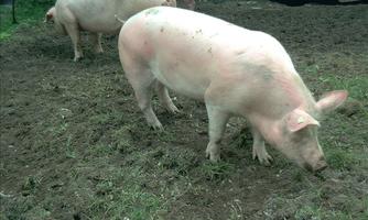 Two pigs are standing in a field and sniffing the ground. The terrain is brown and uneven with some grass.