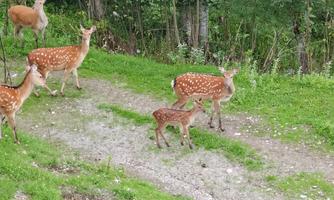 A group of deer with a boar on a green path. The animals have brown fur with white spots.