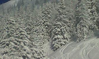 A snowy landscape with tall pine trees. In the background, a ski slope and a clear blue sky can be seen.
