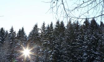 A snowy forest landscape with tall fir trees. The sun shines through the trees, creating radiant light.