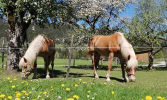 Two horses are grazing on a green meadow with yellow dandelions. In the background, trees are blooming under a clear blue sky.