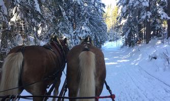 A winter landscape with snow-covered trees. Two horses are pulling a sled along a snowy path.