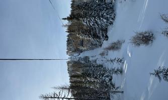 A snowy landscape with tall fir trees. In the background, a cable car can be seen leading to a mountain slope.